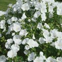 Lavatera trimestrios 'Mont Blanc'